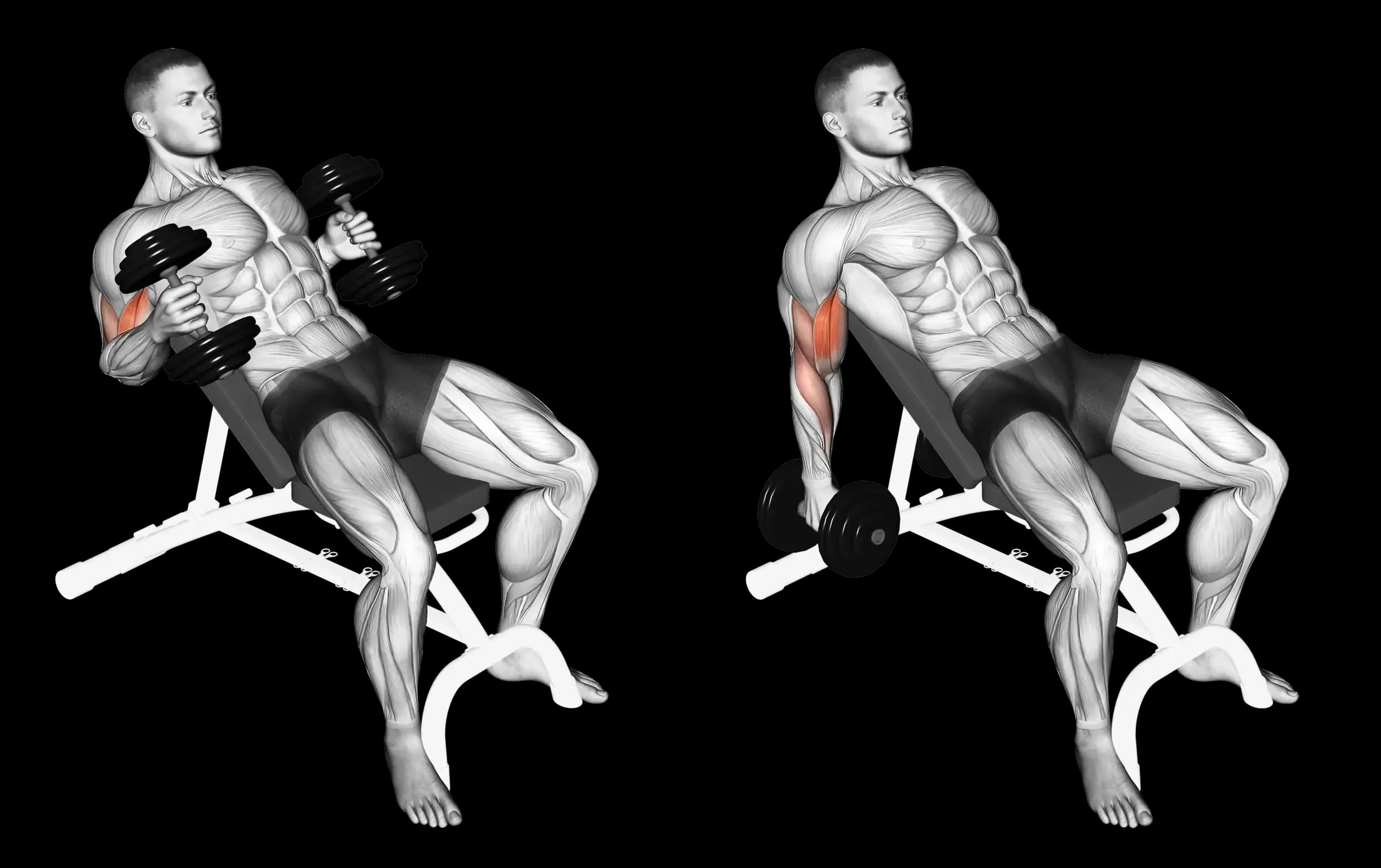 Dumbbell Incline Hammer Curl