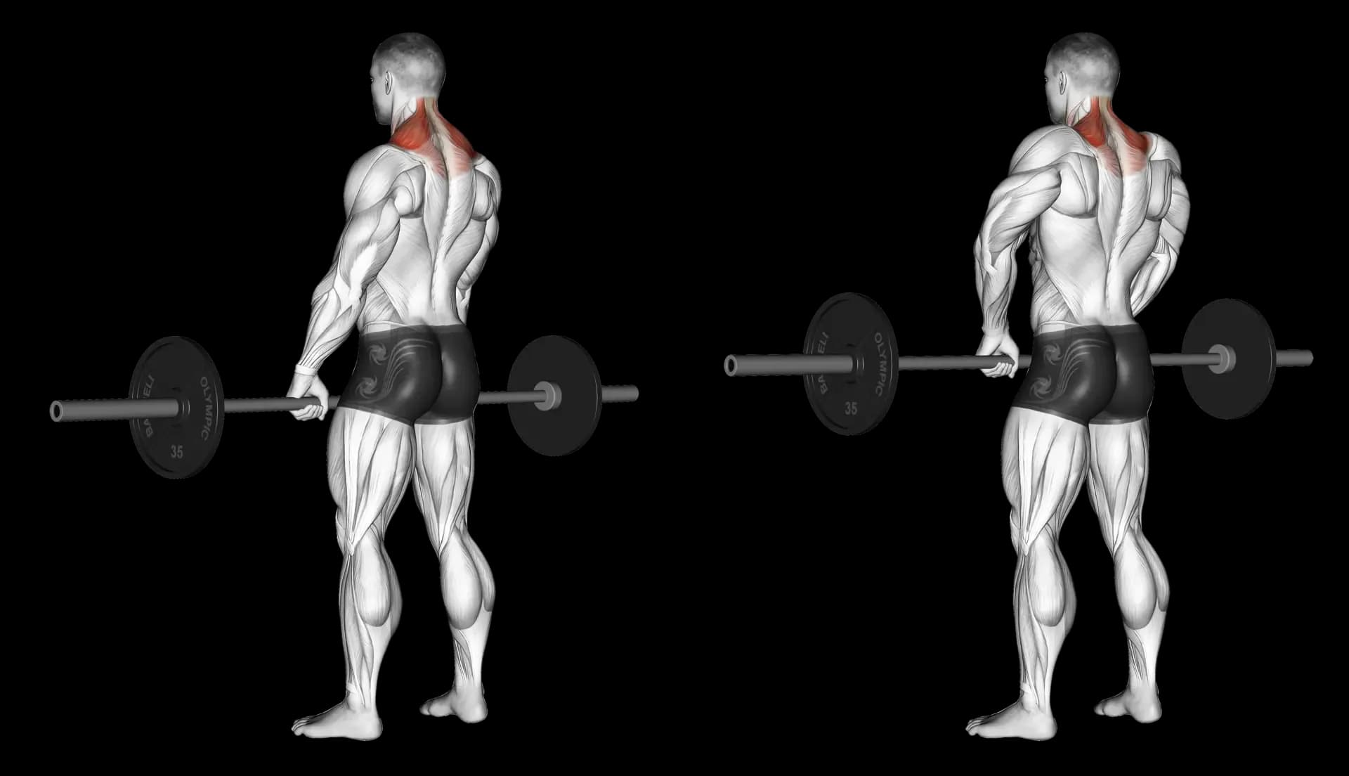 Barbell Shrug