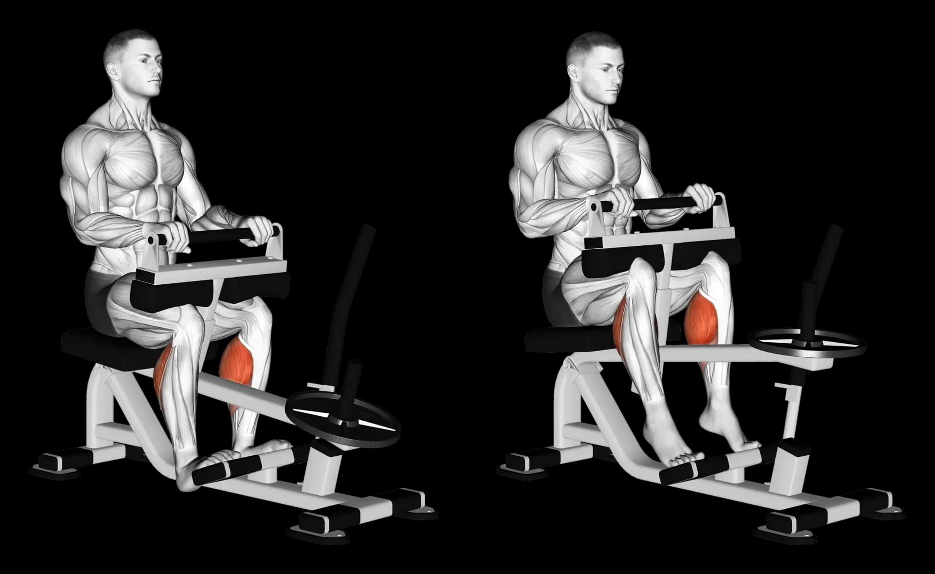 Machine Seated Calf Raise