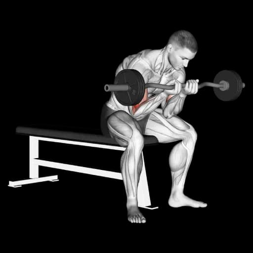 EZ Bar Concentration Curl