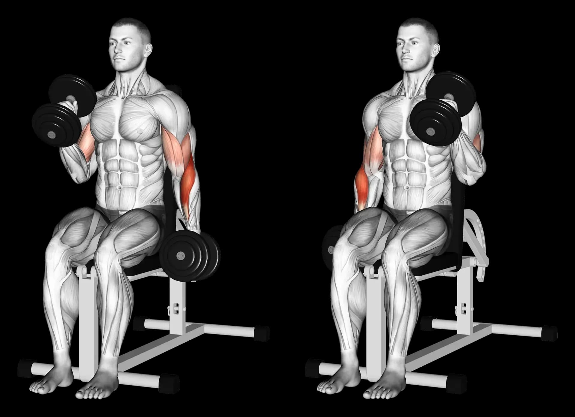 Alternating Dumbbell Seated Hammer Curl