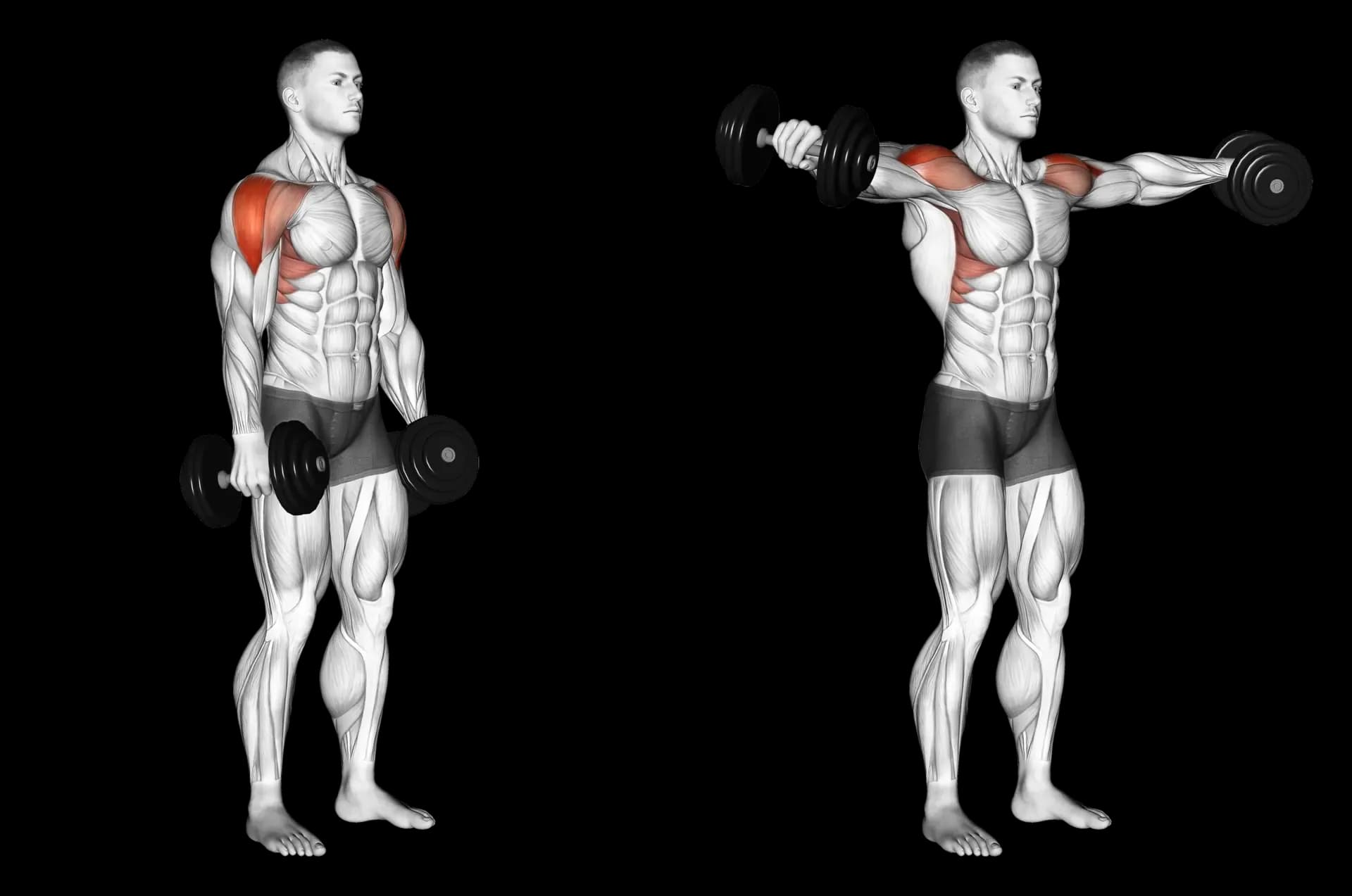 Dumbbell Lateral Raise