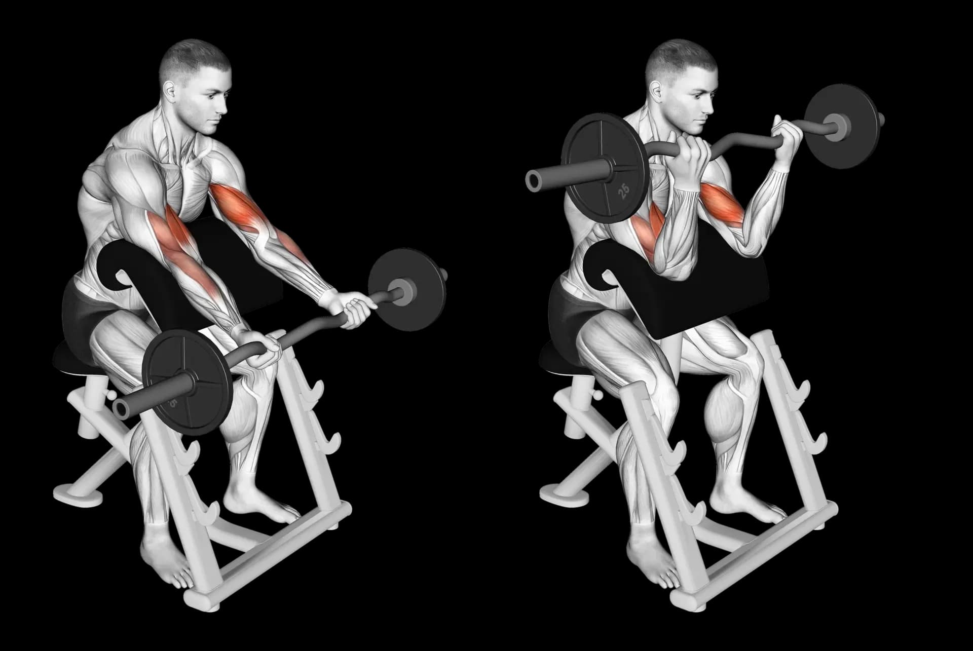 EZ Bar Preacher Curl