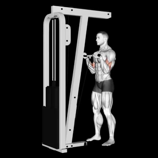 Cable Reverse Grip Curl