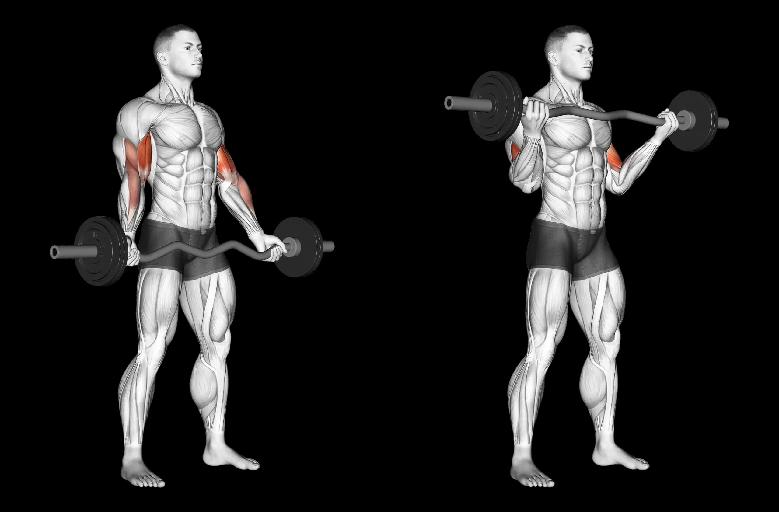 EZ Bar Curl (Wide Grip)