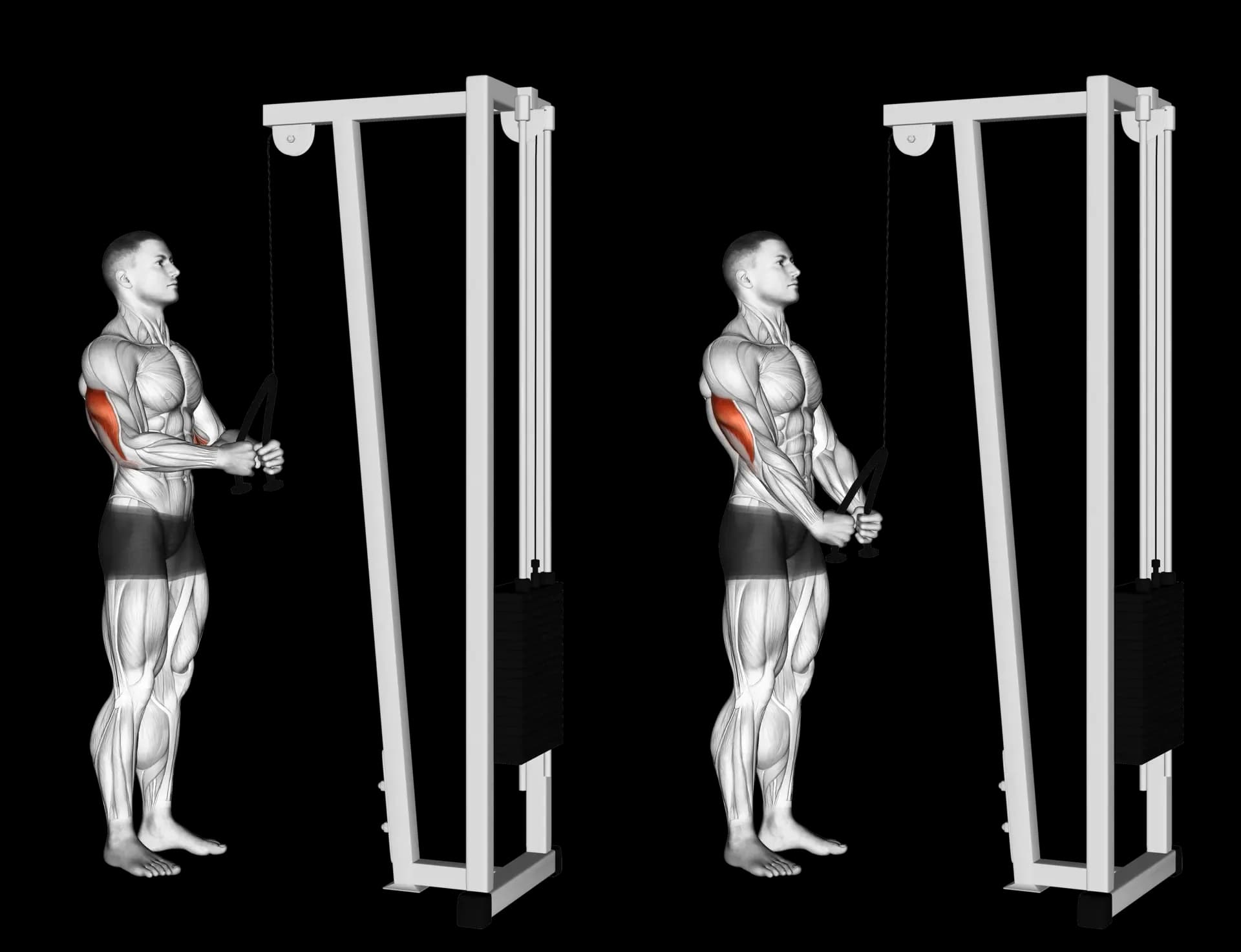 Cable Triceps Pushdown (Rope)