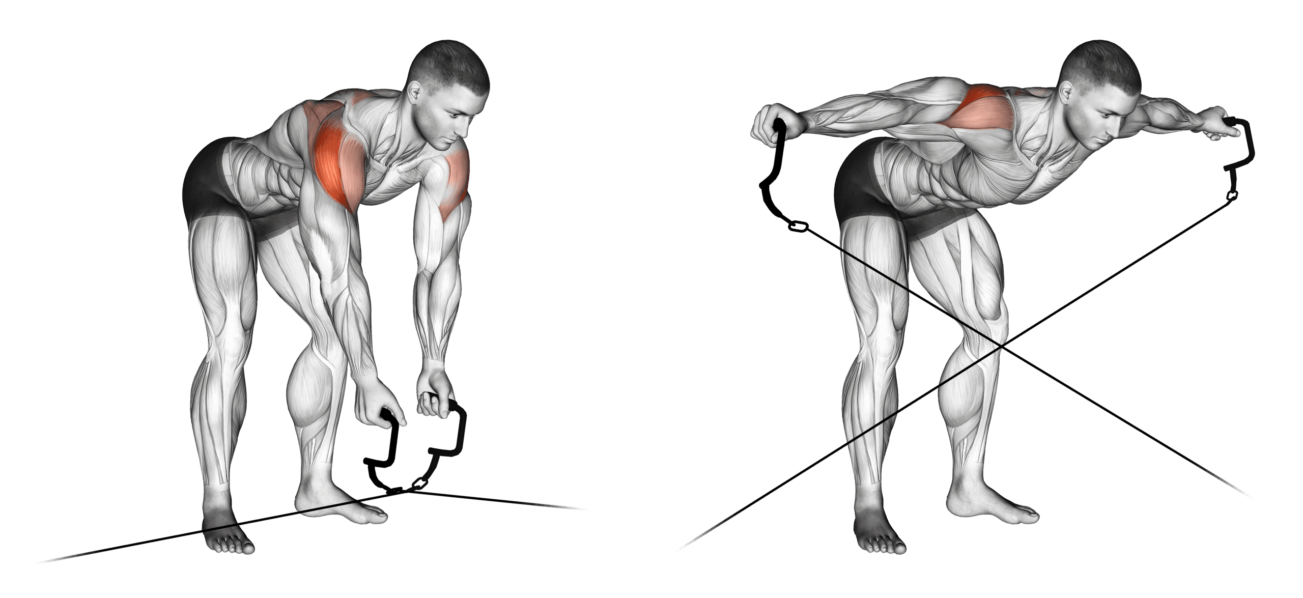 Cable Crossover Reverse Fly