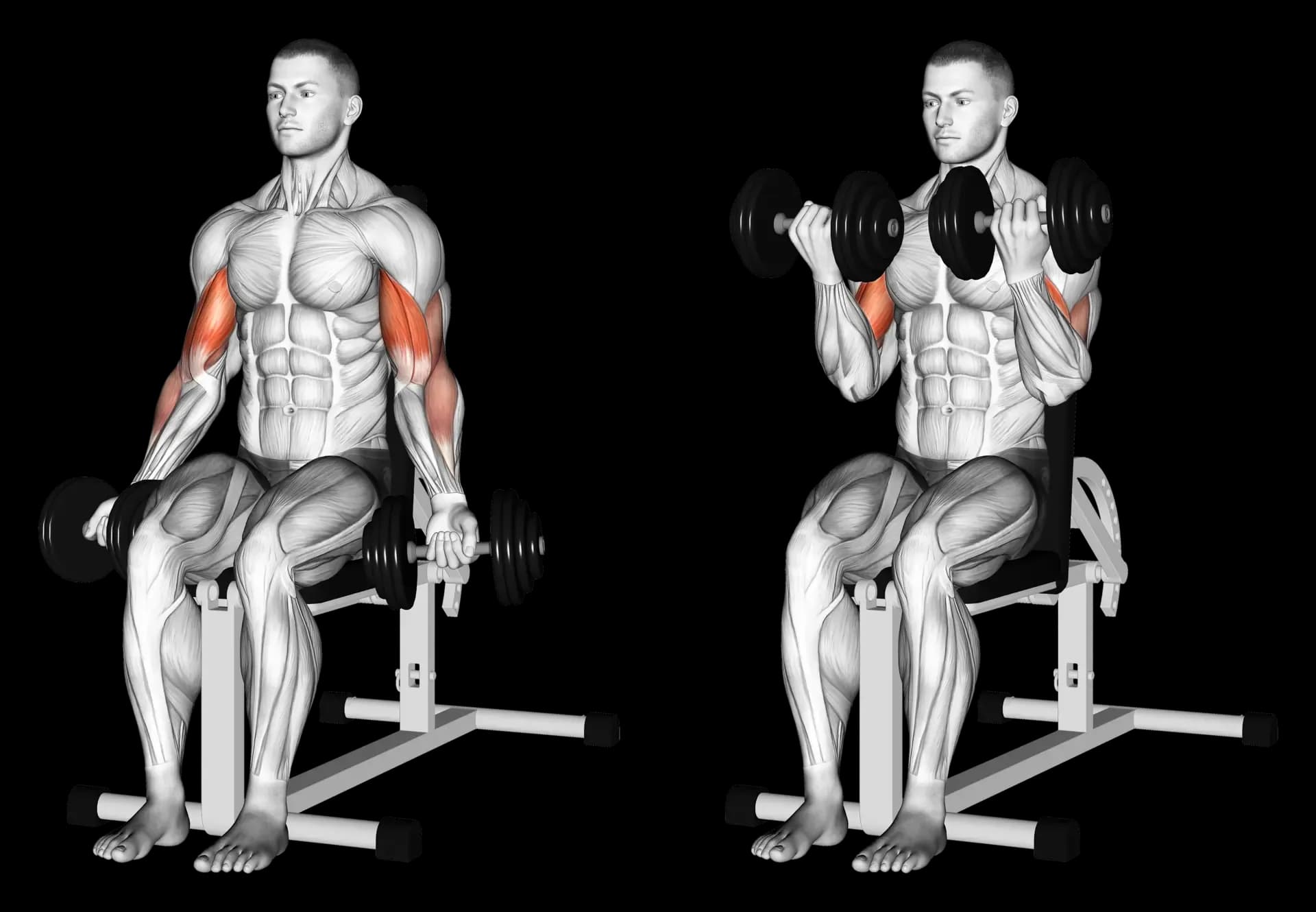 Dumbbell Seated Curl
