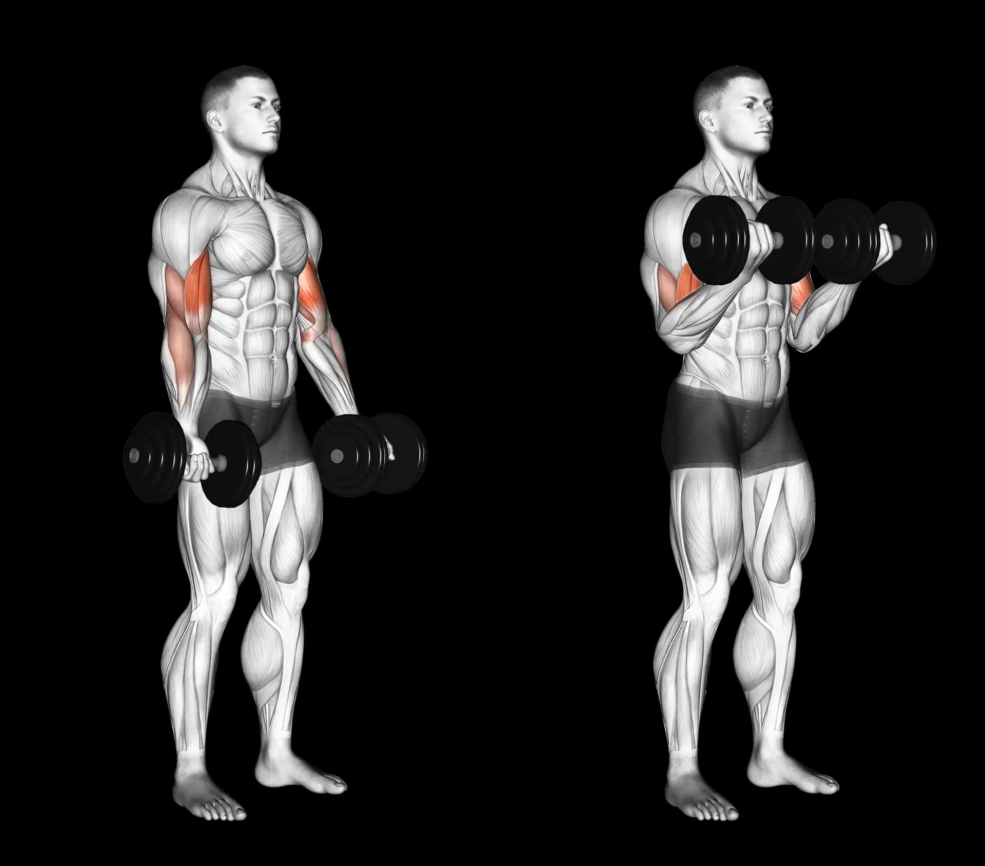 Dumbbell Curl