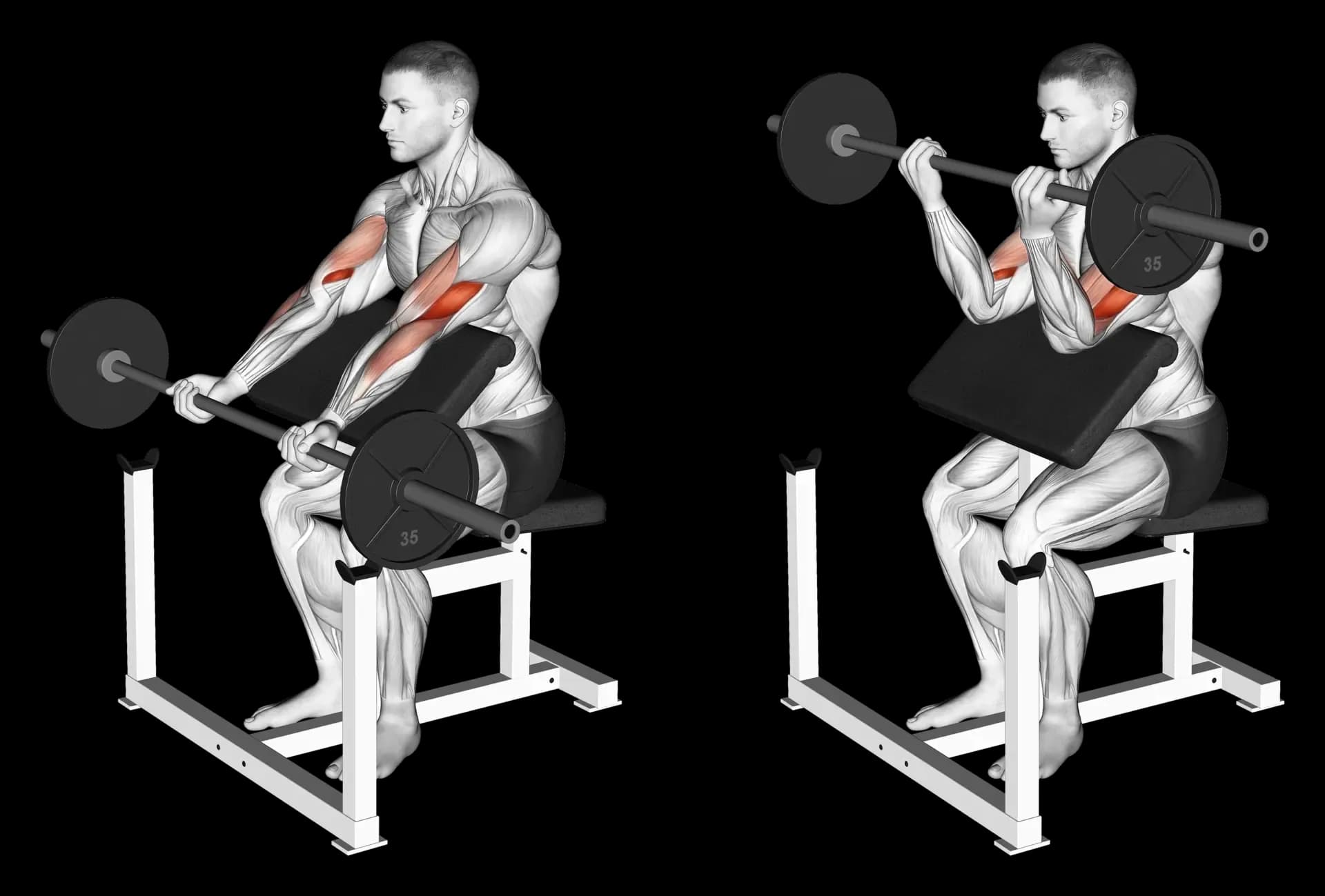 Barbell Preacher Curl