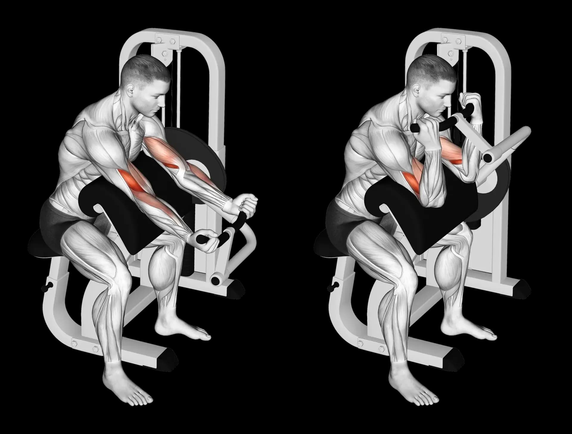 Machine Bicep Curl