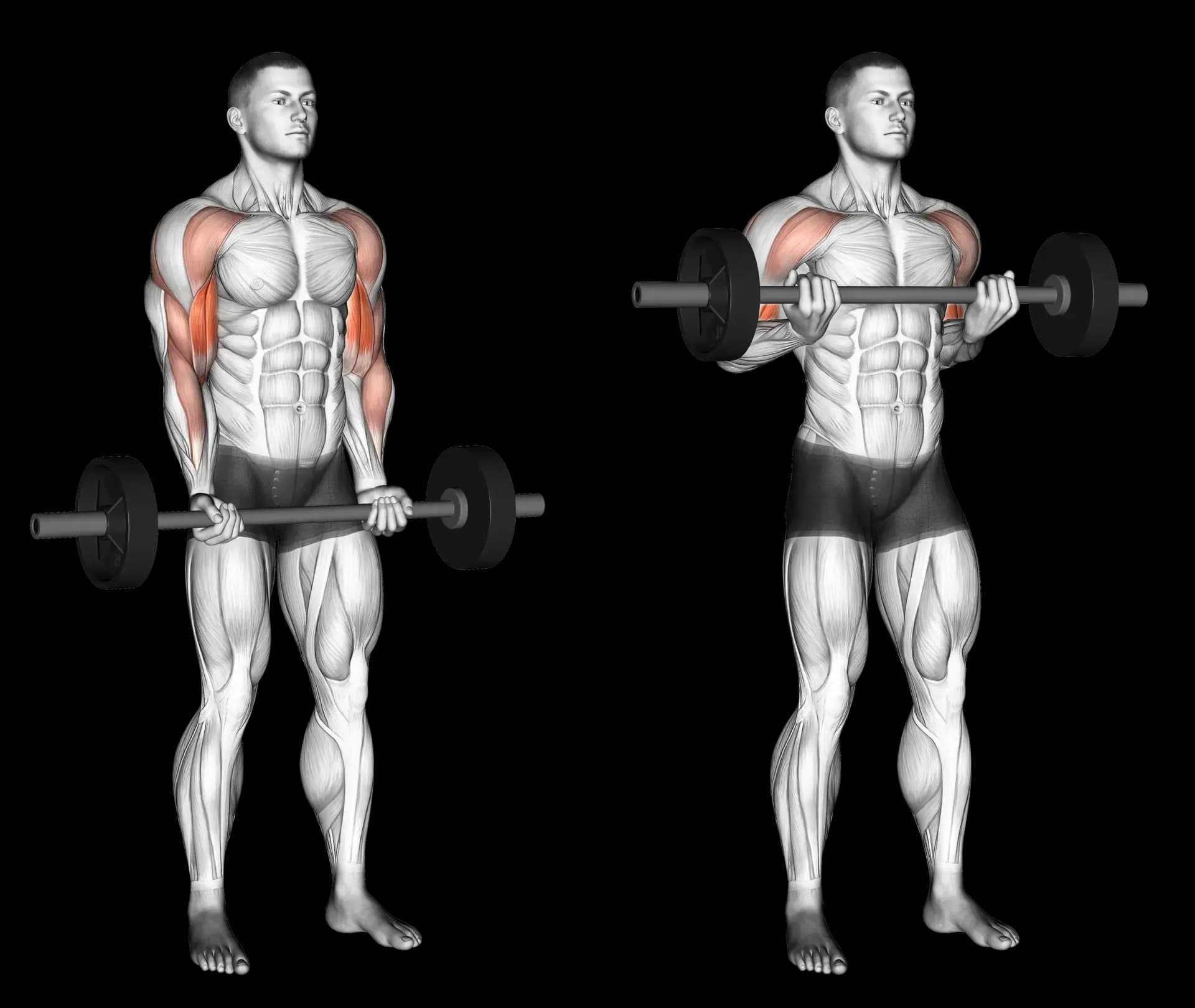 Barbell Drag Curl