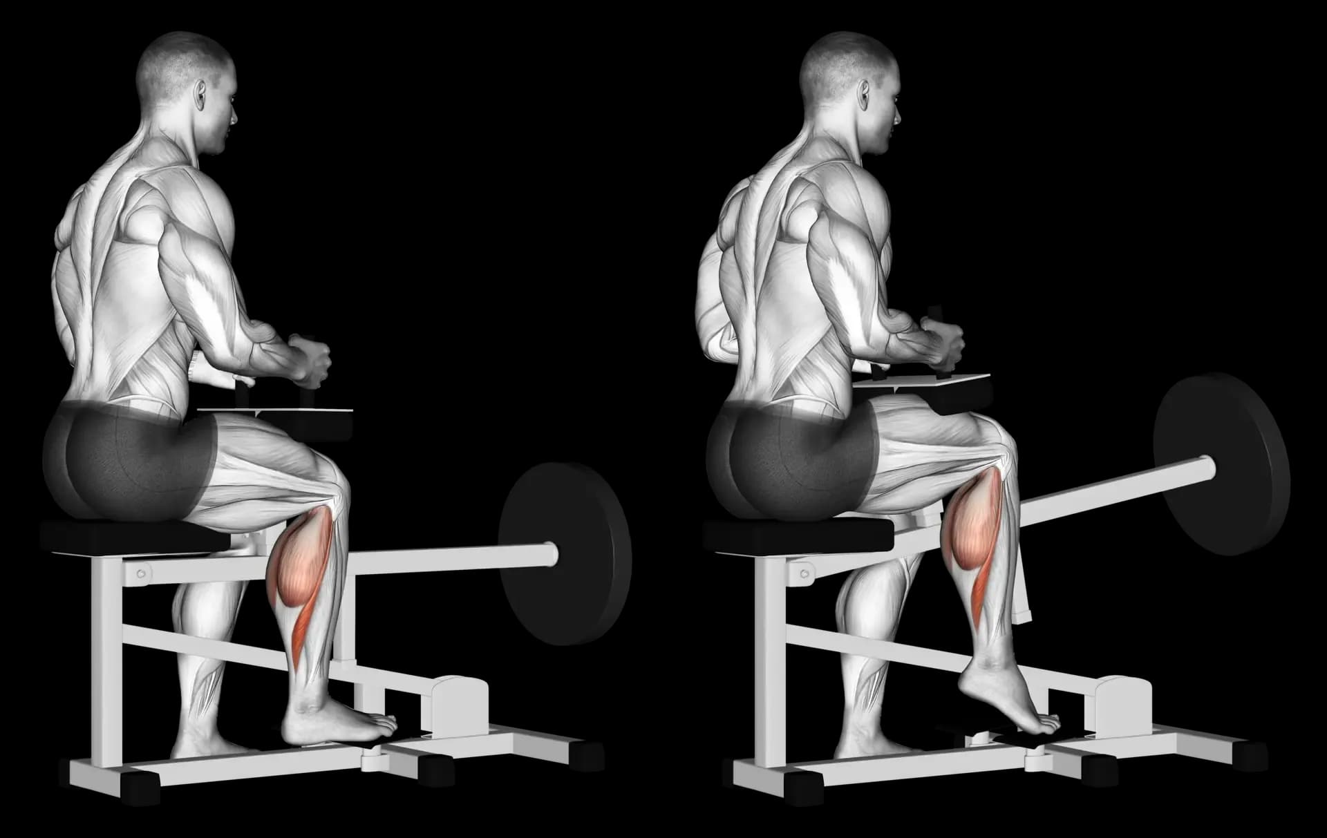 Machine Single-Leg Seated Calf Raise