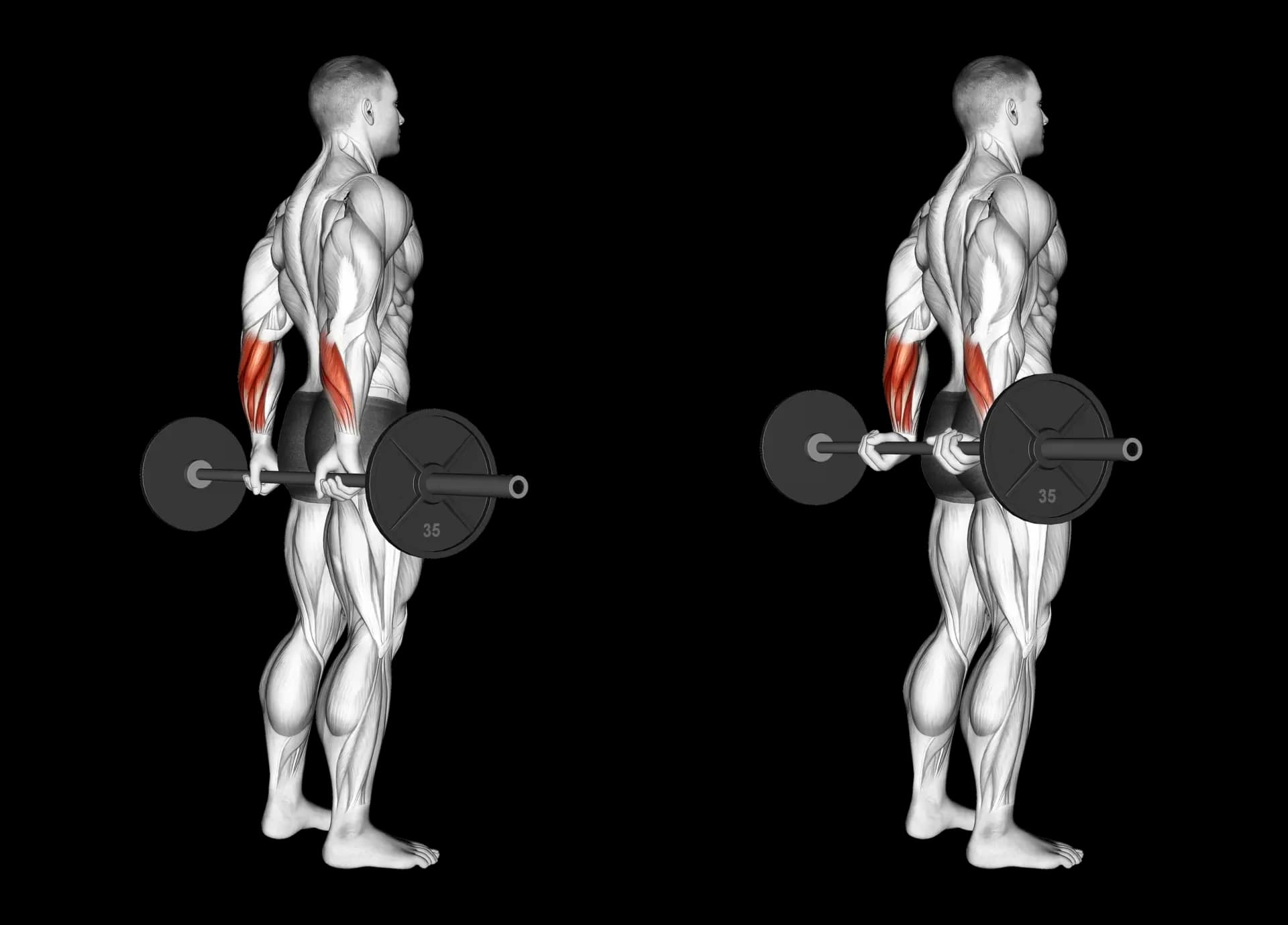 Behind the Back Barbell Wrist Curls