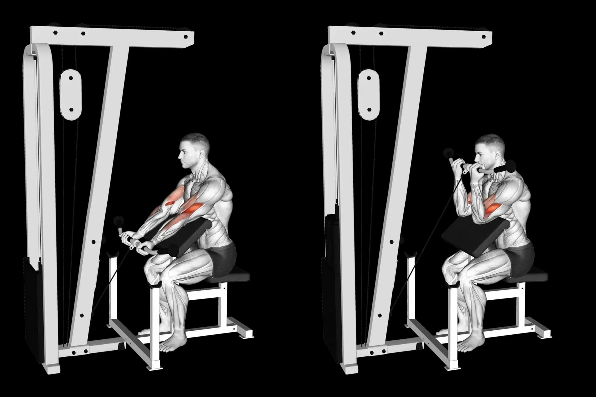 Cable Preacher Curl