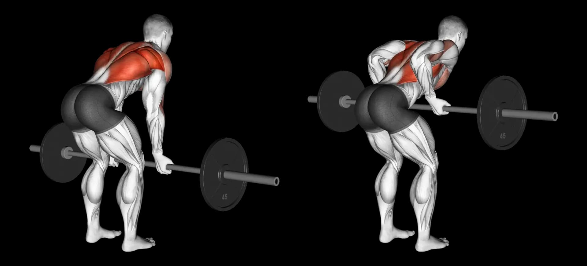 Barbell Bent-Over Row (Reverse Grip)