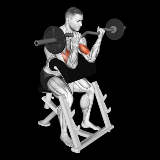 EZ Bar Preacher Curl