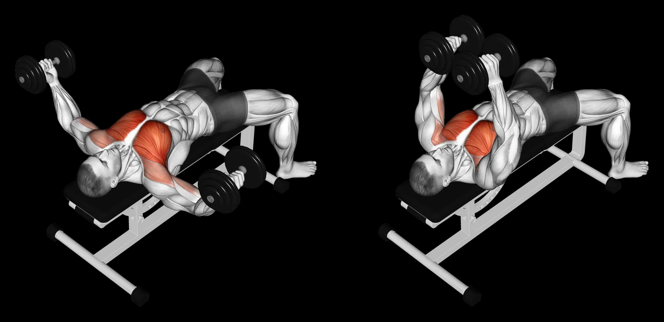 Dumbbell Fly