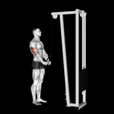 Cable Triceps Pushdown (Rope)