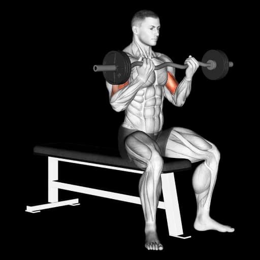 EZ Bar Seated Curl