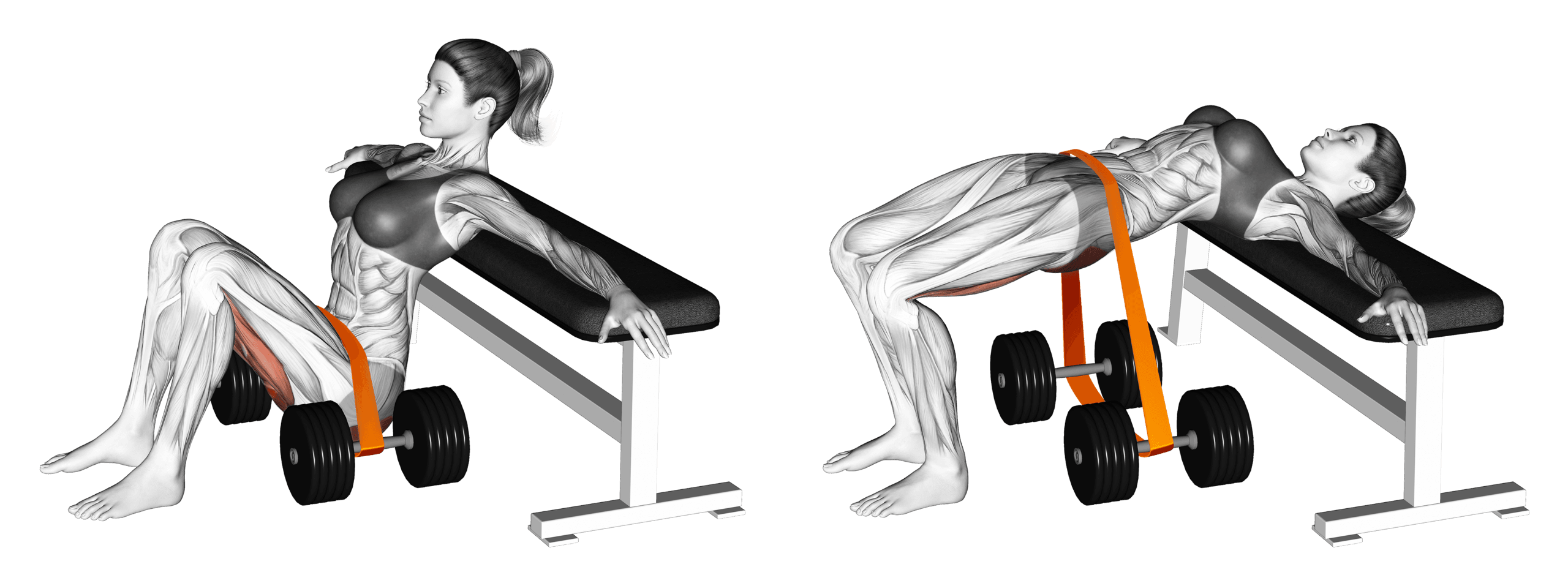 Band Hip Thrust