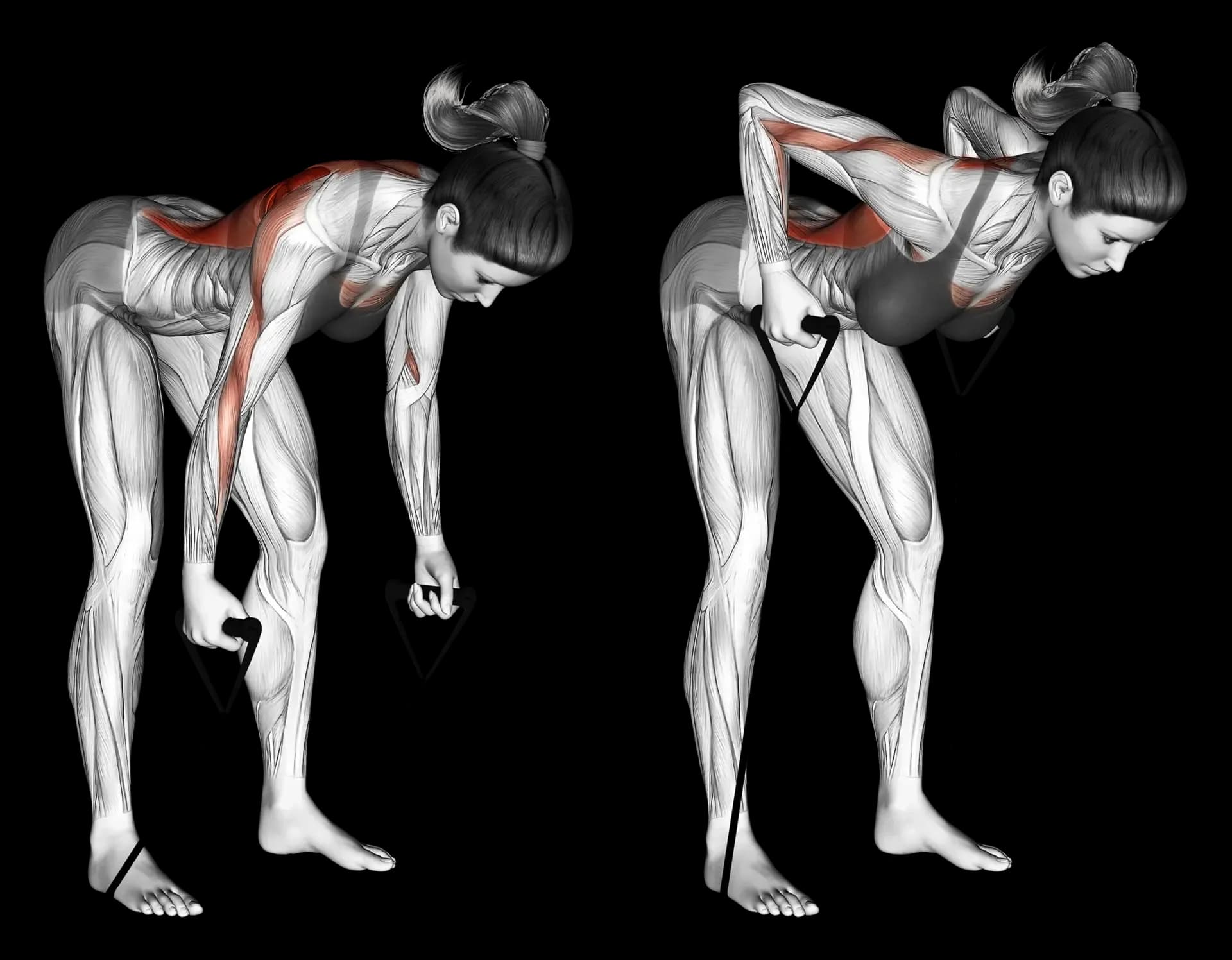 Band Bent-Over Row