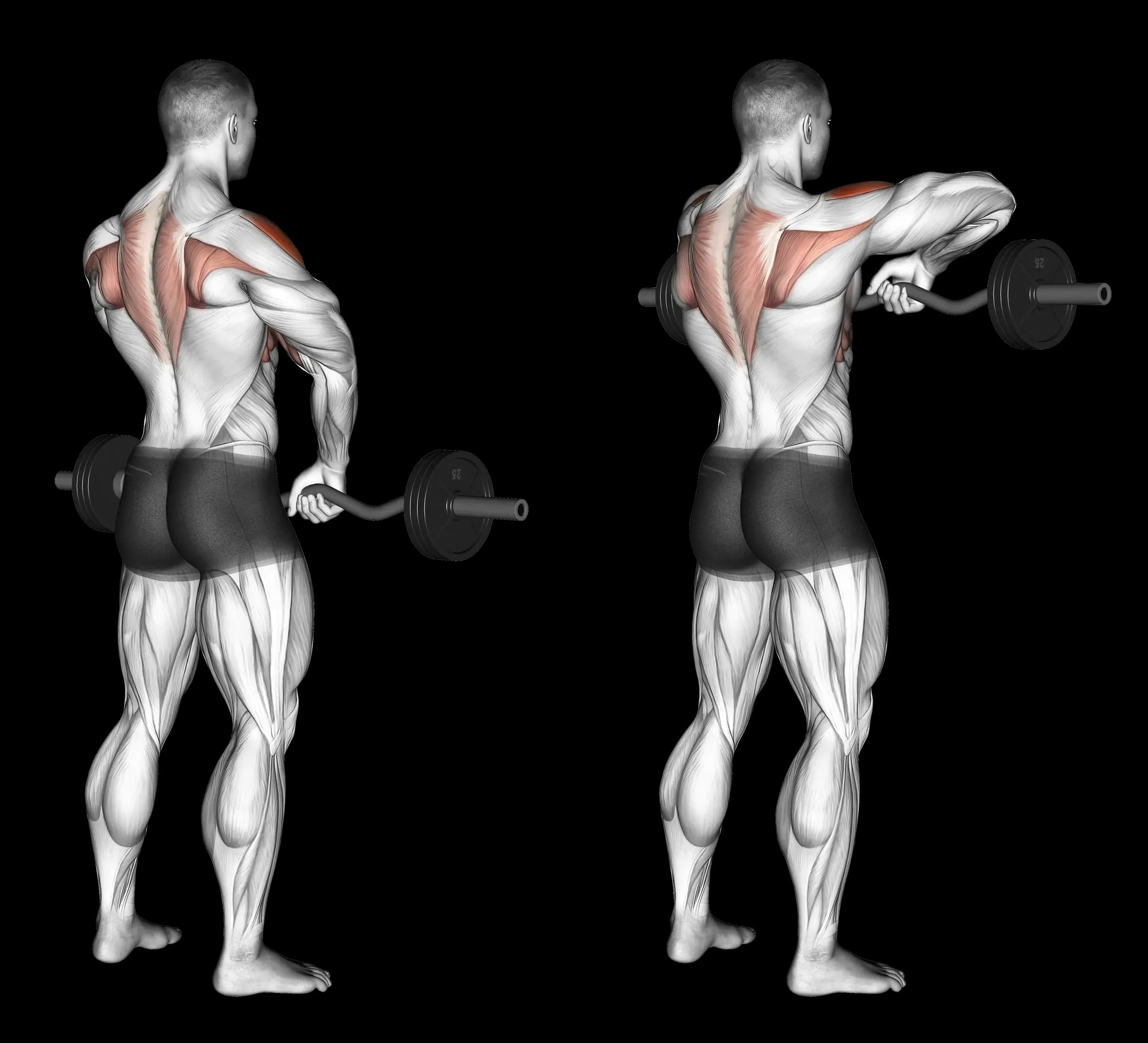 EZ Bar Upright Row