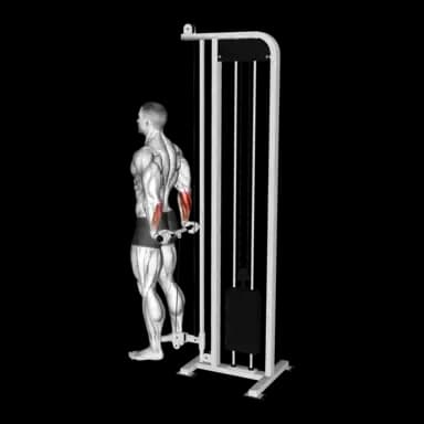 Behind the Back Cable Wrist Curls