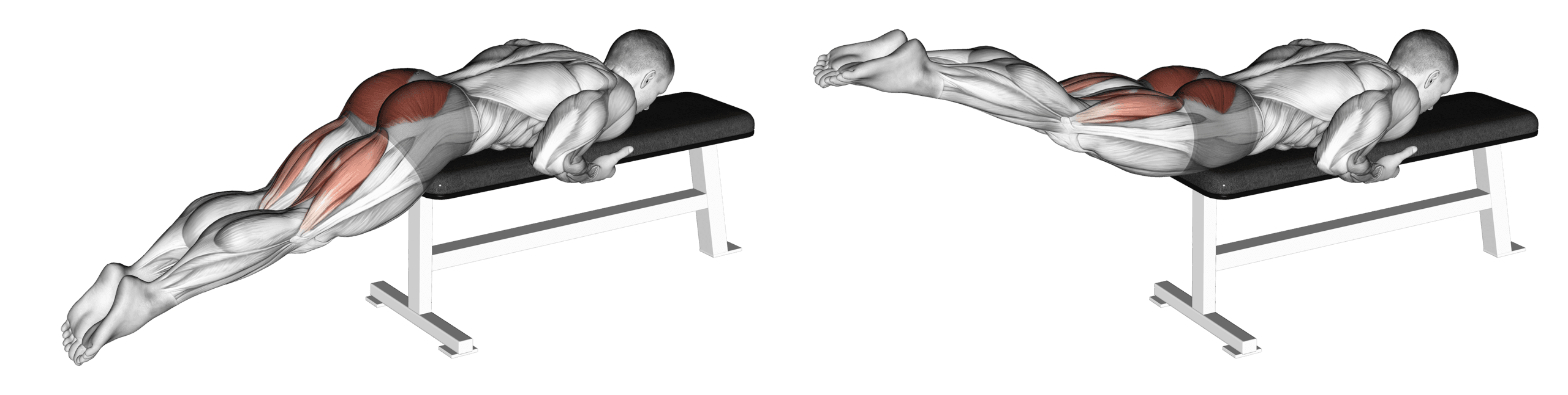 Reverse Hyperextension