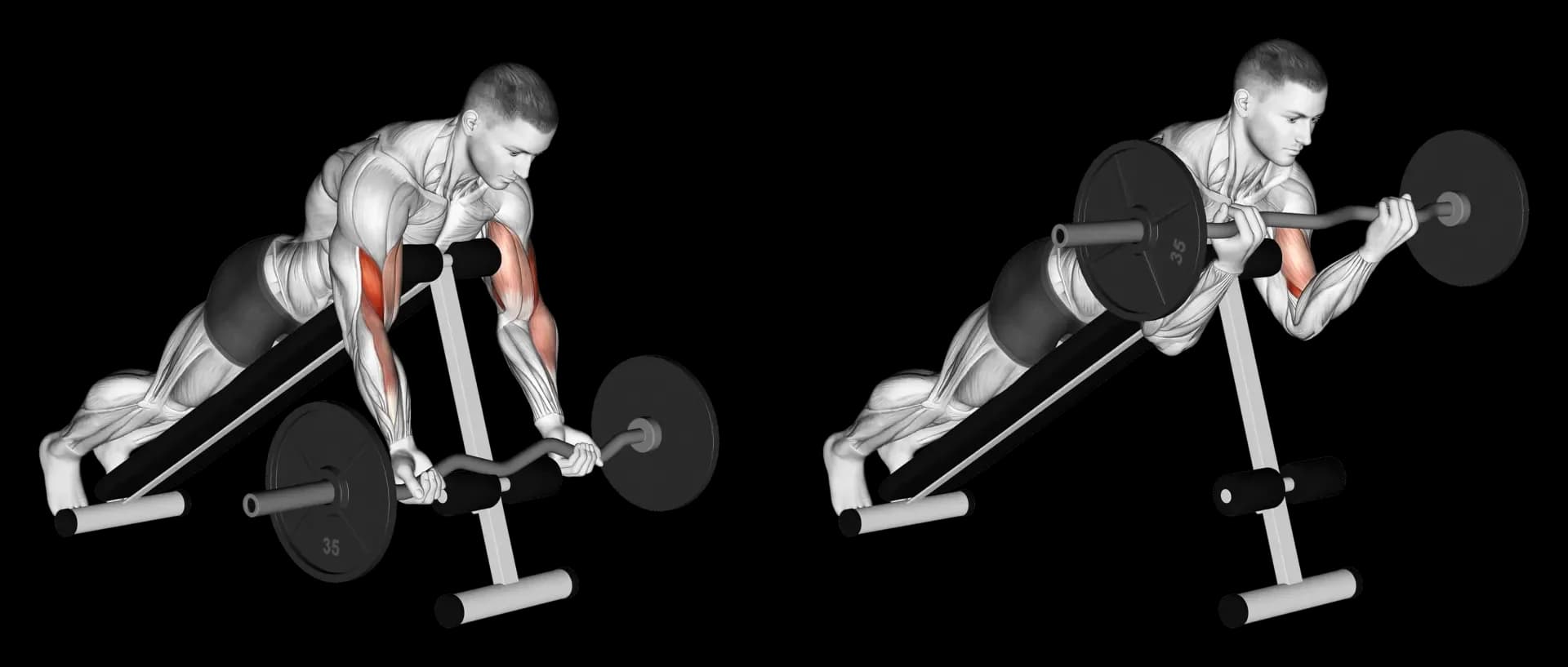 EZ Bar Spider Curl
