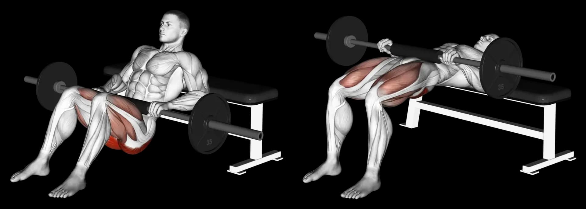 Barbell Hip Thrust